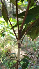 Tristaniopsis collina