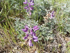 Lupinus albifrons collinus