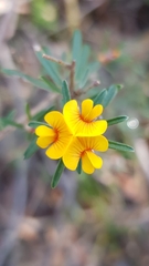 Pultenaea rosmarinifolia