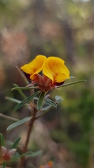 Pultenaea rosmarinifolia