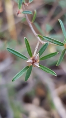 Pultenaea rosmarinifolia