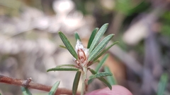 Pultenaea rosmarinifolia