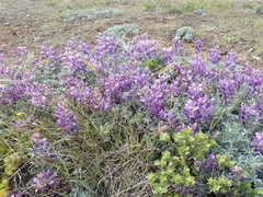 Lupinus albifrons collinus