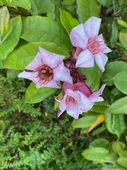 Strophanthus gratus