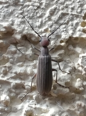 Epicauta tenuilineata