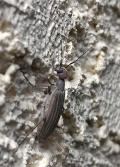 Epicauta tenuilineata