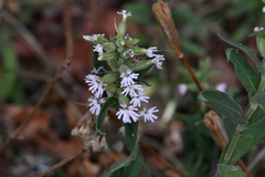 Silene scouleri scouleri