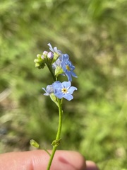 Myosotis nemorosa