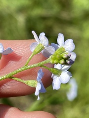 Myosotis nemorosa