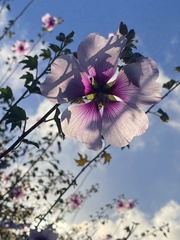 Malva subovata bicolor