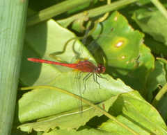 Diplacodes bipunctata