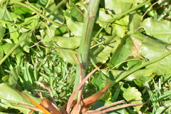 Diplacodes bipunctata