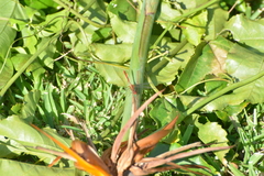 Diplacodes bipunctata