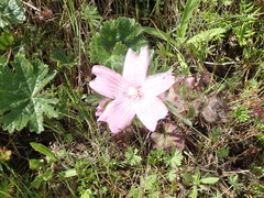 Sidalcea malviflora malviflora