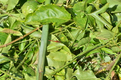 Diplacodes bipunctata