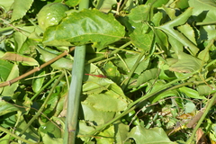 Diplacodes bipunctata