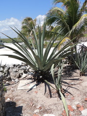 Agave mapisaga