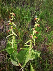 Epipactis papillosa