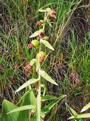 Epipactis papillosa