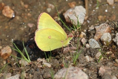 Colias skinneri