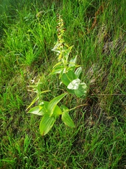 Epipactis papillosa