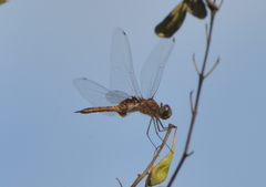 Tramea transmarina intersecta