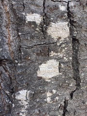 Arthonia patellulata