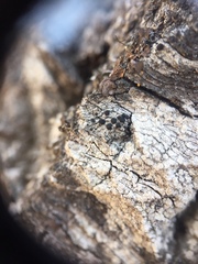 Arthonia patellulata