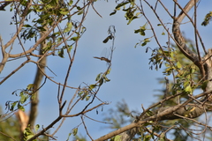 Tramea transmarina intersecta