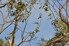 Tramea transmarina intersecta