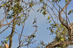 Tramea transmarina intersecta