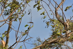 Tramea transmarina intersecta
