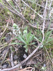 Plantago helleri