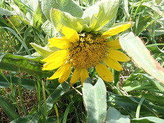 Wyethia glabra