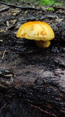 Gymnopilus chilensis
