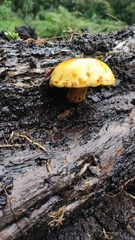 Gymnopilus chilensis