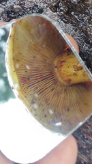 Gymnopilus chilensis