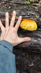 Gymnopilus chilensis