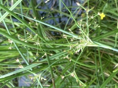 Juncus subnodulosus