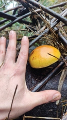 Gymnopilus chilensis