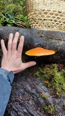 Gymnopilus chilensis