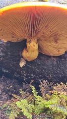 Gymnopilus chilensis