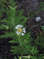 Gaillardia aestivalis winkleri