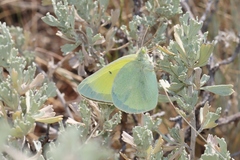 Colias alexandra alexandra