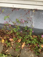 Magnoliopsida
