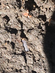 Phyllophaga crenulata