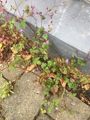 Geranium