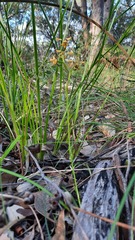 Diuris maculata