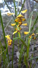 Diuris maculata