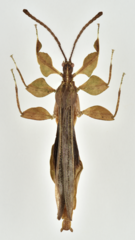 Acentetaphyllium miyashitai